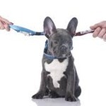 Separación y tenencia compartida de mascotas: Cómo afecta a la salud de los animales la pérdida de una persona y cómo evitarla