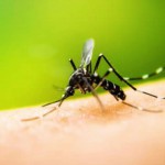 Ciudad canceló convenio con la UBA para prevenir el dengue