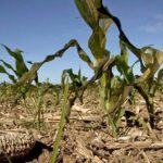 Agricultura declaró la emergencia agropecuaria en Santiago del Estero por sequía