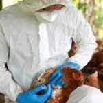 China confirmó la primera muerte de una persona por una variante de la gripe aviar